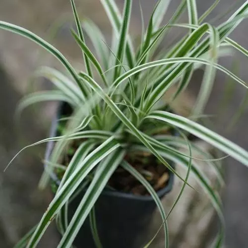 Future Forests Carex Oshimensis Everest 3 Future Forests Carex Oshimensis Everest