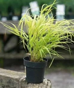 Future Forests Hakonechloa Macra Sunflare