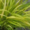 Future Forests Hakonechloa Macra Sunflare