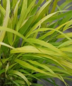 Future Forests Hakonechloa Macra Sunflare