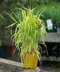 Future Forests Phalaris Arundinacea Pure Gold - Ribbon Grass