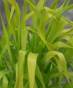 Future Forests Phalaris Arundinacea Pure Gold - Ribbon Grass