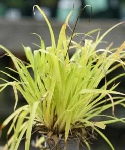 Future Forests Luzula Sylvatica Solar Flair 5 Future Forests Luzula Sylvatica Solar Flair