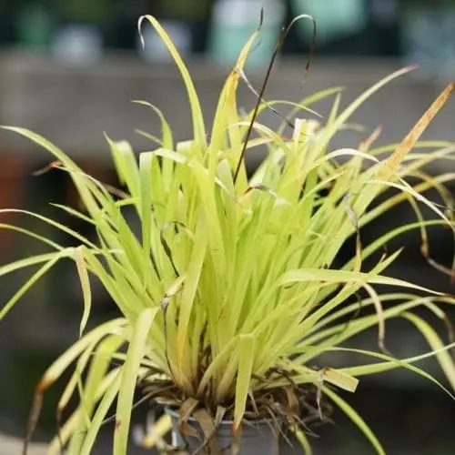 Future Forests Luzula Sylvatica Solar Flair 4 Future Forests Luzula Sylvatica Solar Flair