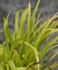 Future Forests Luzula Sylvatica Solar Flair