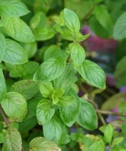 Future Forests Herbs Mentha Aquatica - Water Mint