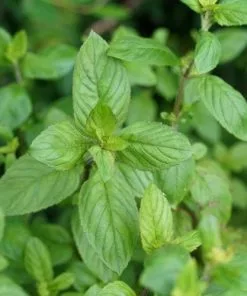 Future Forests Herbs Mentha Aquatica - Water Mint