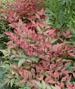 Future Forests Shrubs Nandina Domestica Obsessed
