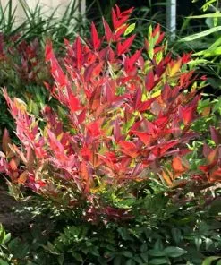 Future Forests Shrubs Nandina Domestica Obsessed