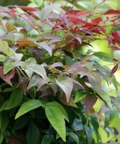 Future Forests Shrubs Nandina Domestica Obsessed