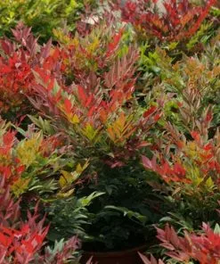 Future Forests Shrubs Nandina Domestica Obsessed