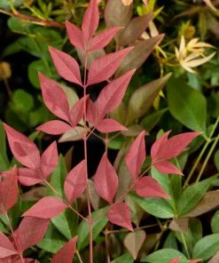 Future Forests Shrubs Nandina Domestica Obsessed
