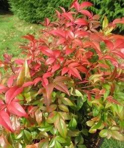 Future Forests Shrubs Nandina Domestica Obsessed