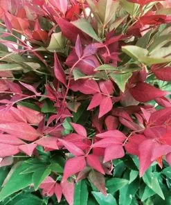 Future Forests Shrubs Nandina Domestica Obsessed
