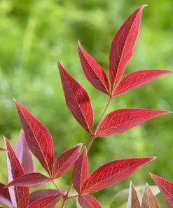 Future Forests Shrubs Nandina Domestica Obsessed