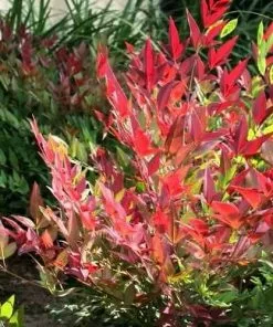 Future Forests Shrubs Nandina Domestica Obsessed