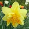 Future Forests Bulbs Daffodil Apotheose 2 Future Forests Bulbs Daffodil Apotheose