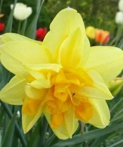 Future Forests Bulbs Daffodil Apotheose