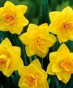 Future Forests Bulbs Daffodil Apotheose