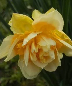 Future Forests Bulbs Daffodil Apotheose