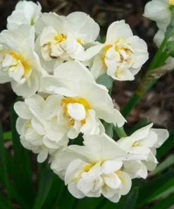 Future Forests Daffodil Bridal Crown Bulbs