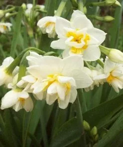Future Forests Daffodil Bridal Crown Bulbs