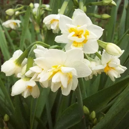 Future Forests Daffodil Bridal Crown Bulbs 3 Future Forests Daffodil Bridal Crown Bulbs