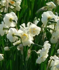 Future Forests Daffodil Bridal Crown Bulbs 8 Future Forests Daffodil Bridal Crown Bulbs