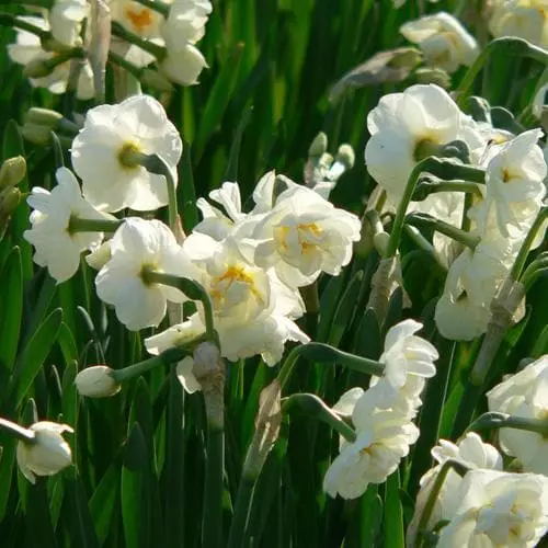 Future Forests Daffodil Bridal Crown Bulbs 5 Future Forests Daffodil Bridal Crown Bulbs