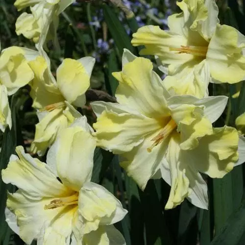 Future Forests Bulbs Daffodil Cassata 5 Future Forests Bulbs Daffodil Cassata