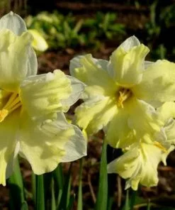 Future Forests Bulbs Daffodil Cassata