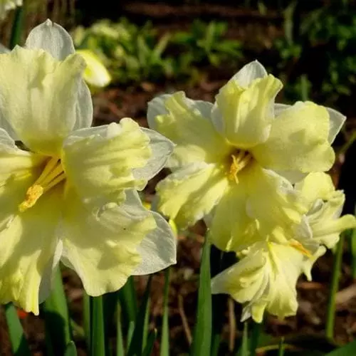 Future Forests Bulbs Daffodil Cassata 3 Future Forests Bulbs Daffodil Cassata