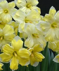 Future Forests Bulbs Daffodil Cassata