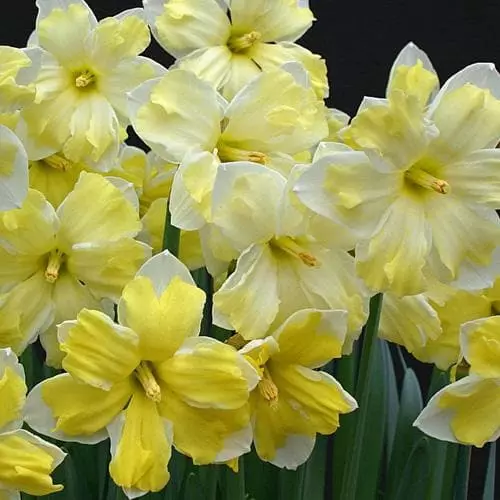 Future Forests Bulbs Daffodil Cassata 4 Future Forests Bulbs Daffodil Cassata