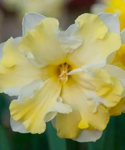 Future Forests Bulbs Daffodil Cassata 12 Future Forests Bulbs Daffodil Cassata