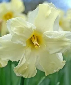 Future Forests Bulbs Daffodil Cassata 13 Future Forests Bulbs Daffodil Cassata