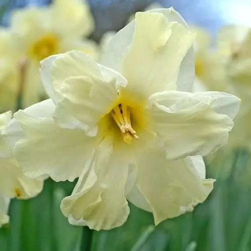 Future Forests Bulbs Daffodil Cassata 8 Future Forests Bulbs Daffodil Cassata