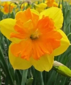 Future Forests Bulbs Daffodil Congress