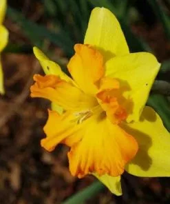 Future Forests Bulbs Daffodil Congress