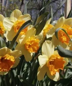 Future Forests Bulbs Daffodil Congress