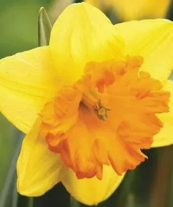 Future Forests Bulbs Daffodil Congress