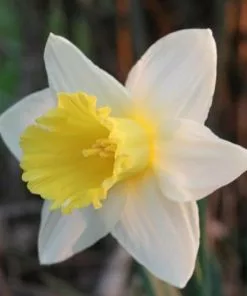 Future Forests Daffodil Finland