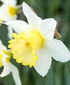 Future Forests Daffodil Finland