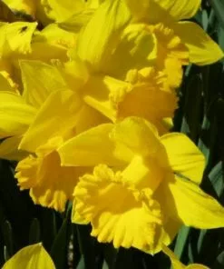 Future Forests Bulbs Daffodil Golden Harvest