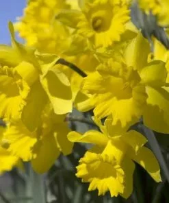 Future Forests Bulbs Daffodil Golden Harvest