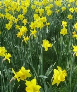 Future Forests Bulbs Daffodil Golden Harvest