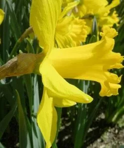 Future Forests Bulbs Daffodil Golden Harvest