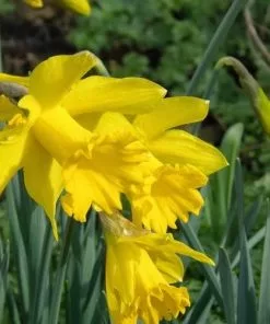 Future Forests Bulbs Daffodil Golden Harvest