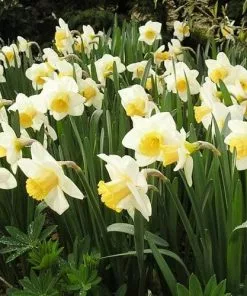 Future Forests Daffodil Irish Mist Bulbs