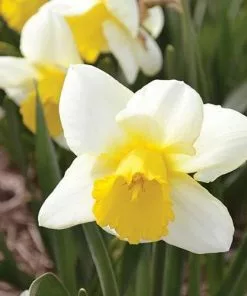 Future Forests Daffodil Irish Mist Bulbs